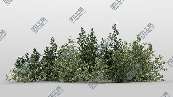 images/goods_img/20210312/10plus10 Forest Bush/3.jpg